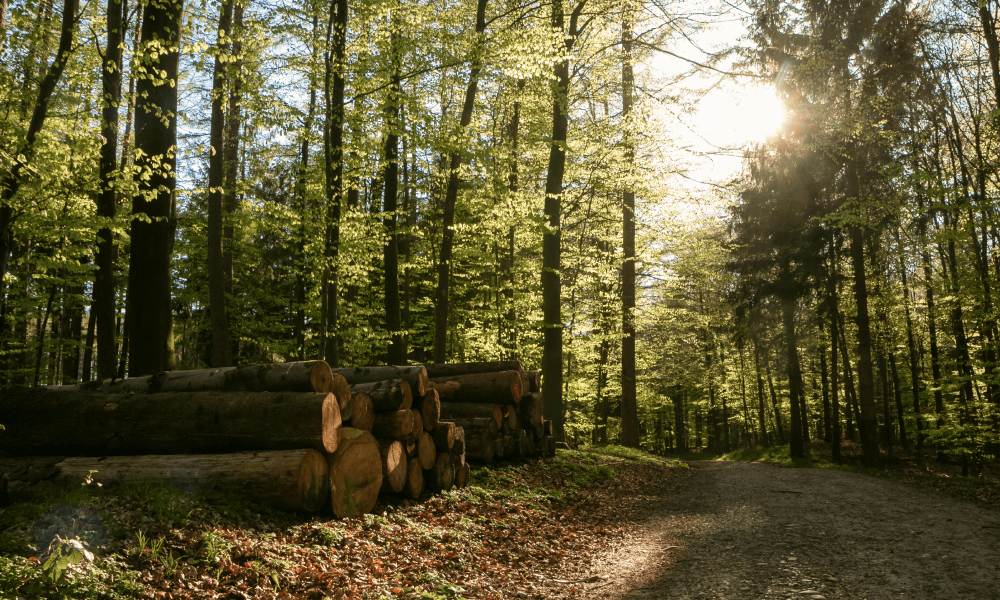 Forestal Collicura