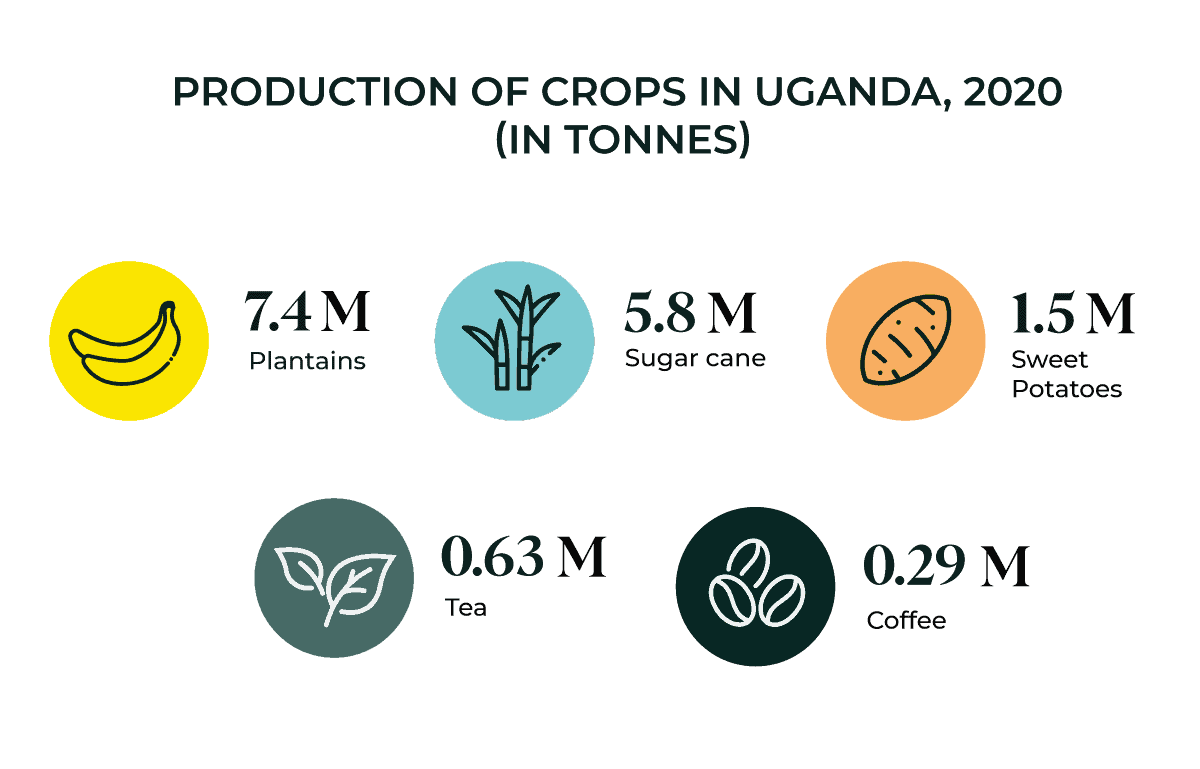 Production of crops in Uganda, 2020