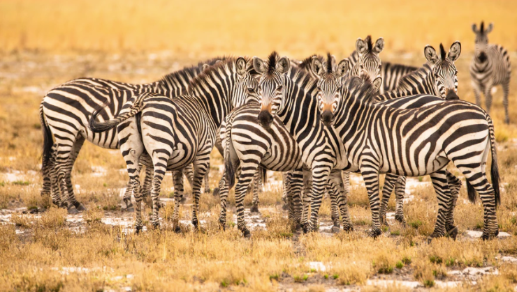 A pack of zebras staring at the camera.